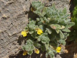 Image of Ajuga bombycina Boiss.