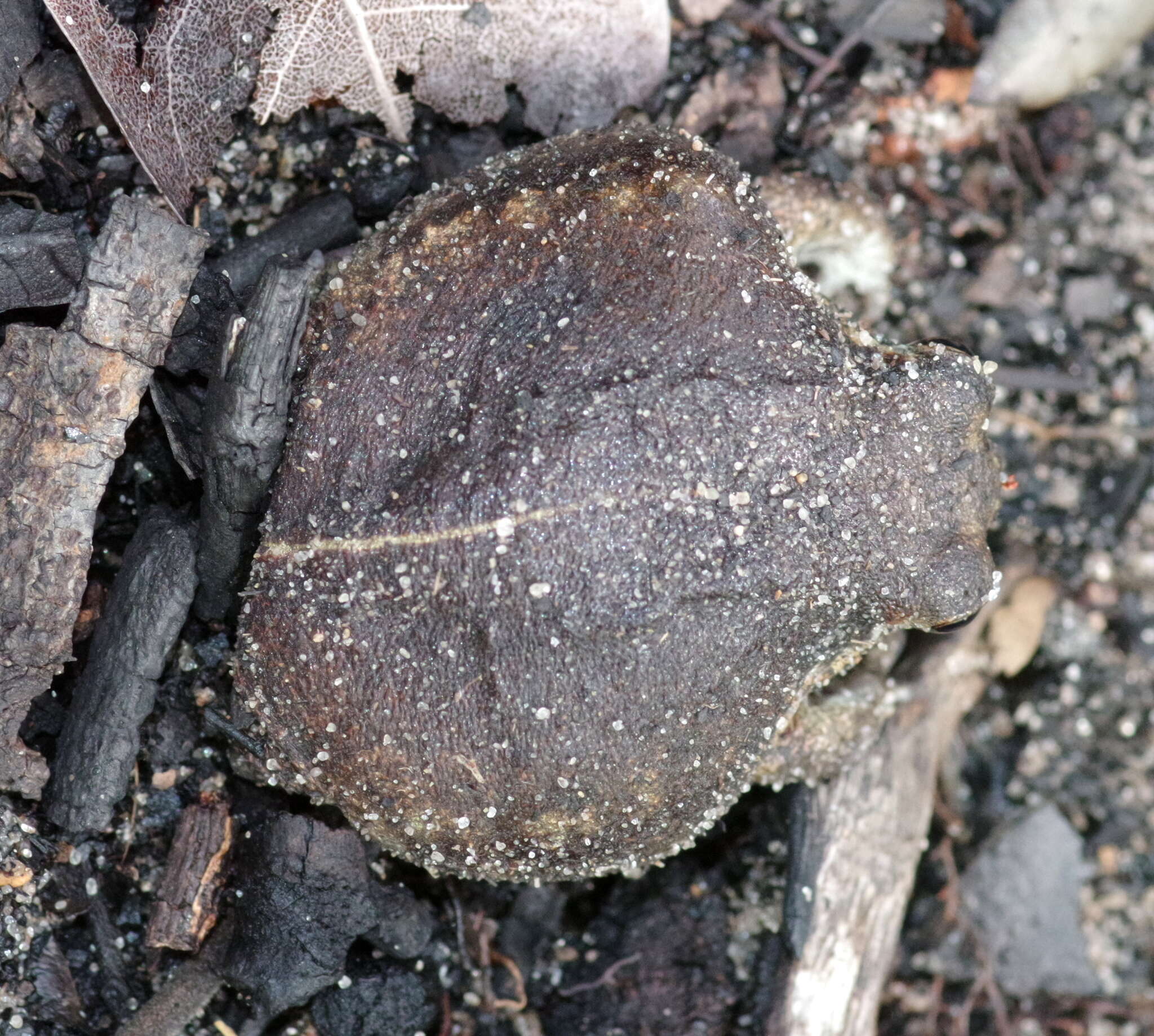 Image of Breviceps ombelanonga Nielsen, Conradie, Ceríaco, Bauer, Heinicke, Stanley & Blackburn 2020