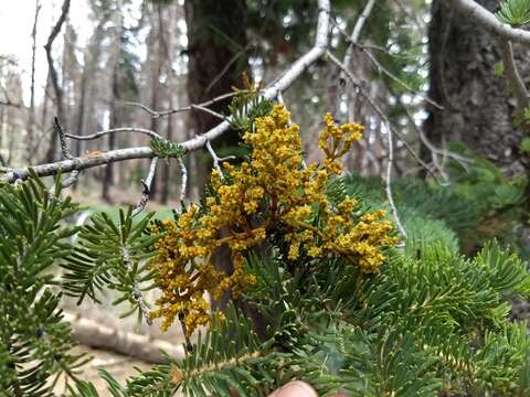 Image of western dwarf mistletoe