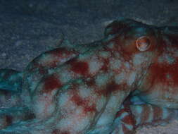 Imagem de Callistoctopus dierythraeus (Norman 1993)