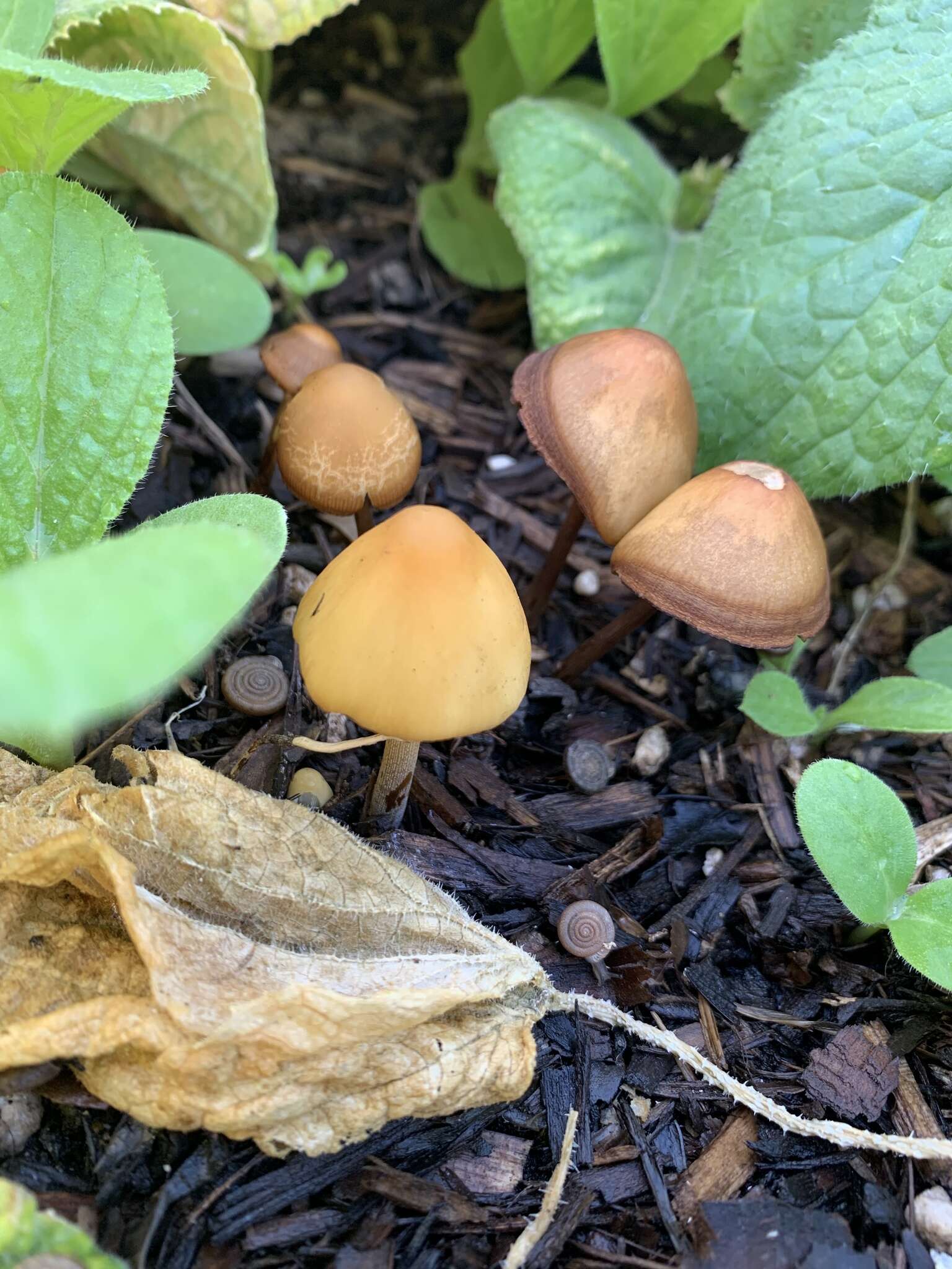 Conocybe aurea (Jul. Schäff.) Hongo 1963 resmi