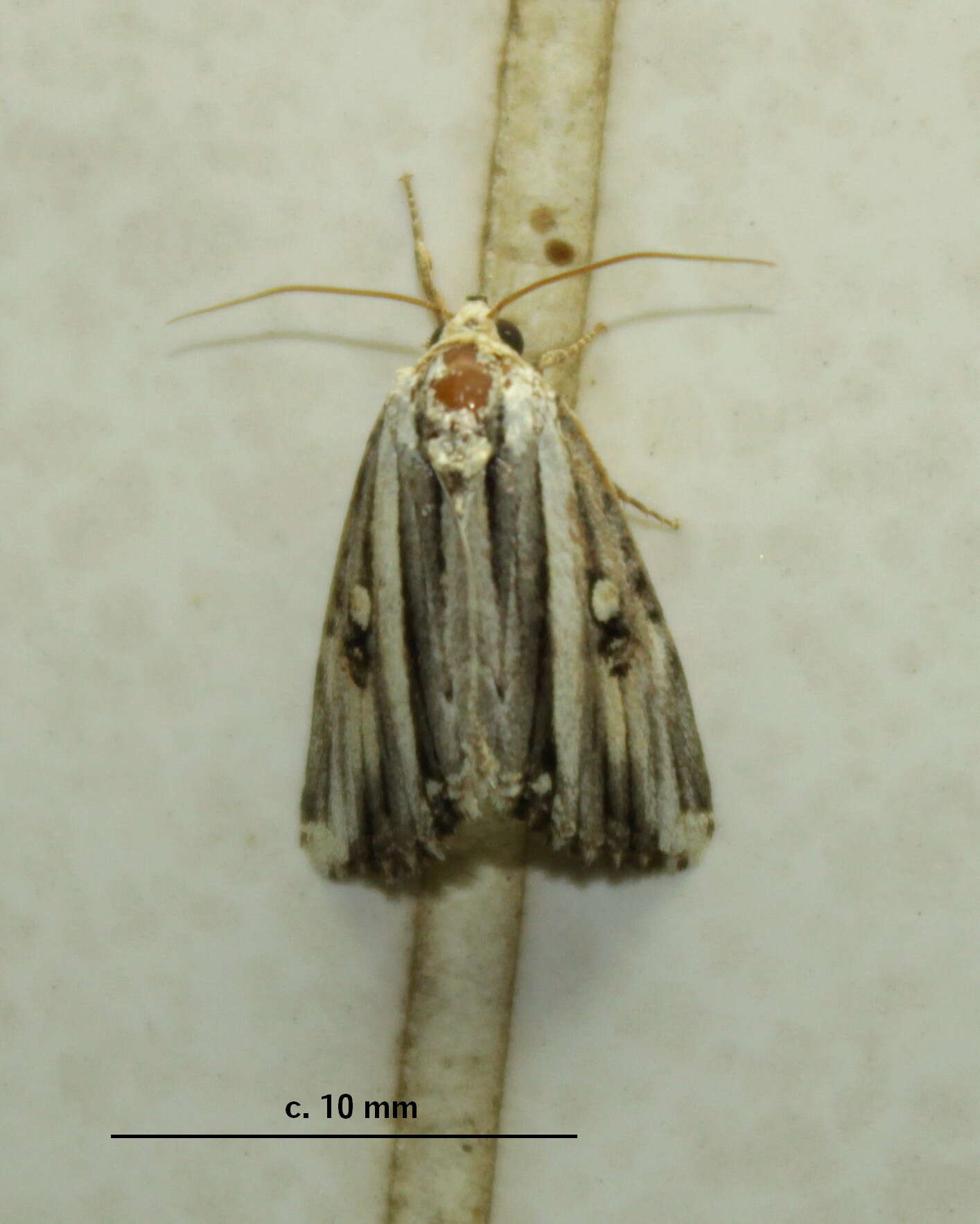 Image of Anedhella rectiradiata Hampson 1902