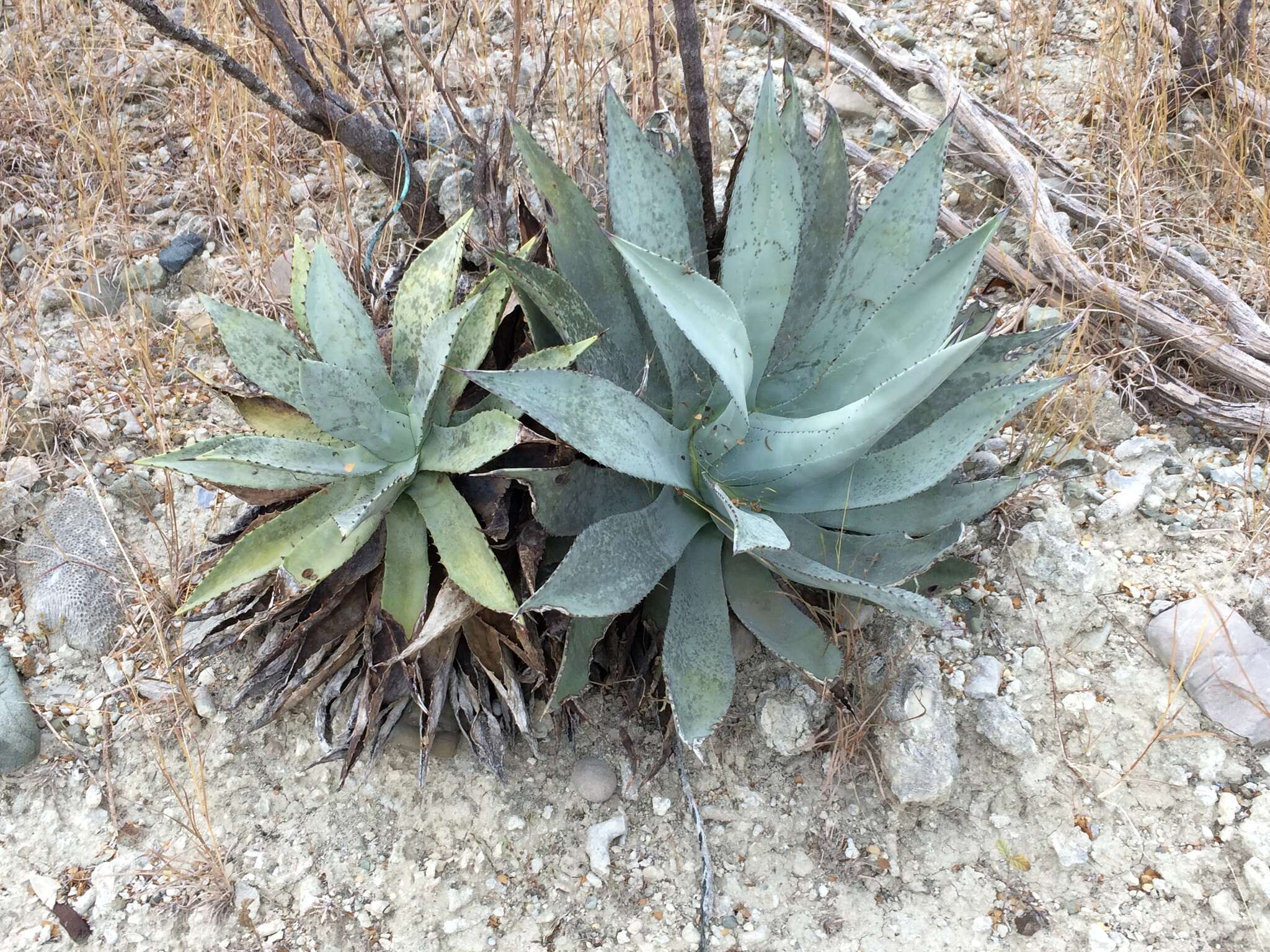 Agave albescens Trel. resmi