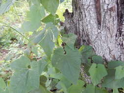 Image of Cyclanthera filiformis (Kuntze) H. Schaef. & S. S. Renner