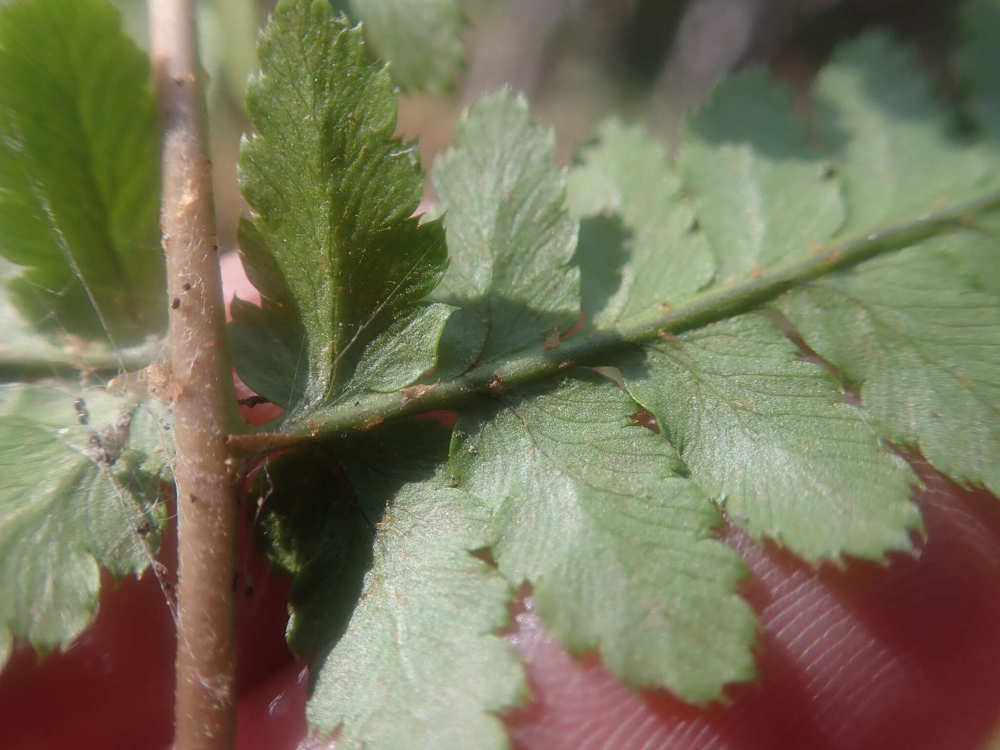 Sivun Dryopteris boottii (Tuckerm.) Underw. kuva