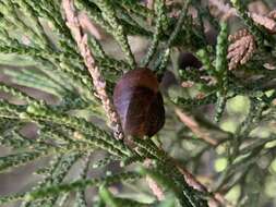 Image of Ganesella saurivonga (Bavay & Dautzenberg 1900)