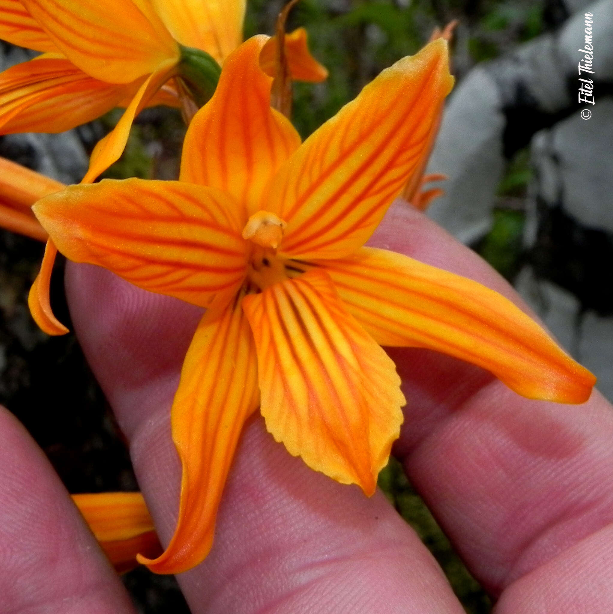 Image of Chloraea nudilabia Poepp.