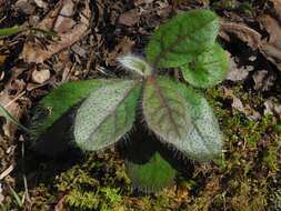 Image of Maryland hawkweed