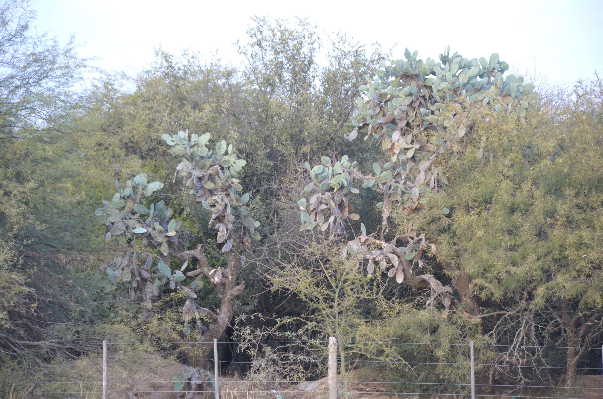 Image of Opuntia quimilo K. Schum.