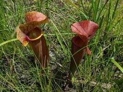 Image of hybrid pitcherplant