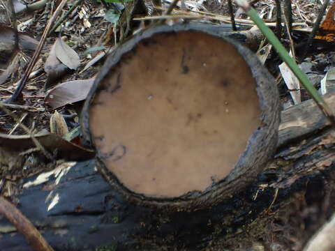 Image of Trichaleurina tenuispora M. Carbone, Yei Z. Wang & C. L. Huang 2013