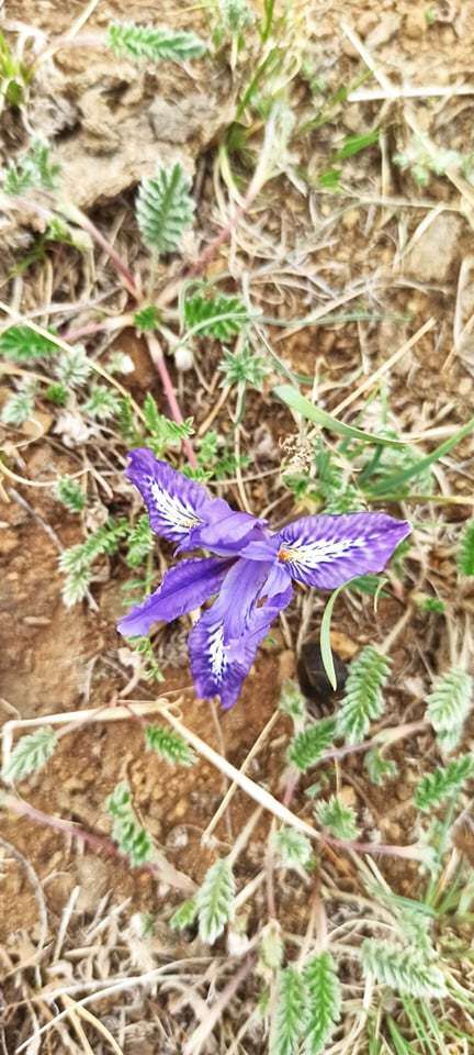 Image of Iris tigridia Bunge ex Ledeb.