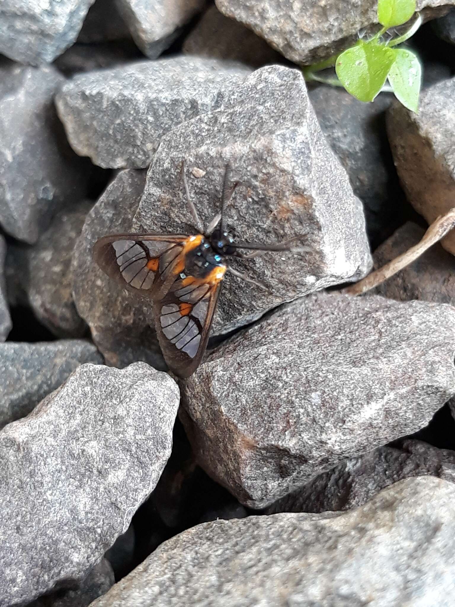 Слика од Cosmosoma centralis Walker 1854