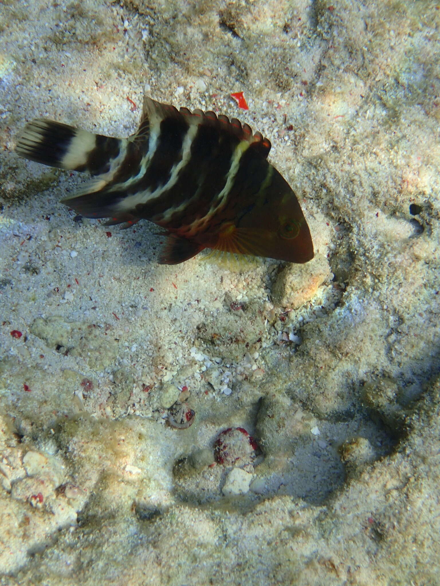 Image of Banded maori wrasse