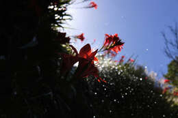 Imagem de Gladiolus cardinalis Curtis