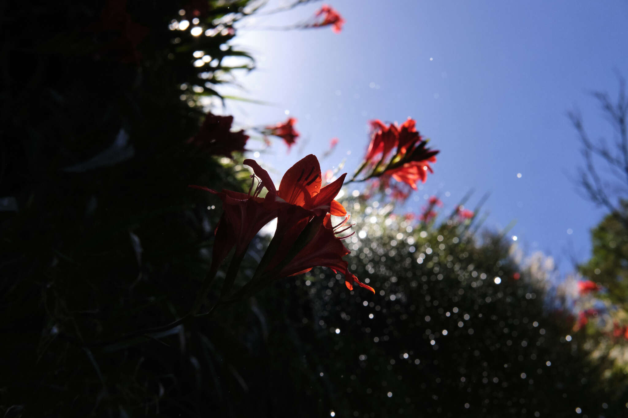 Слика од Gladiolus cardinalis Curtis