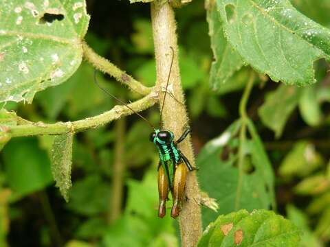 Image of Taeniophora nitida Descamps & Amédégnato 1971