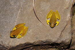 Image of Lesueur's frog