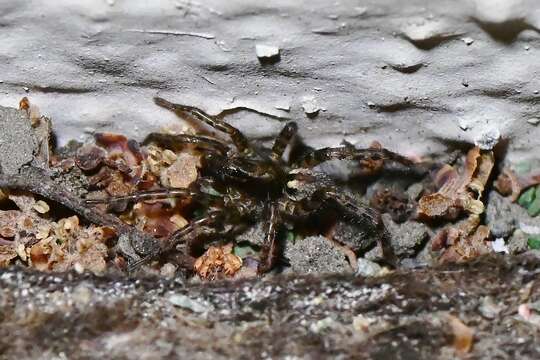 Image de Allocosa subparva Dondale & Redner 1983