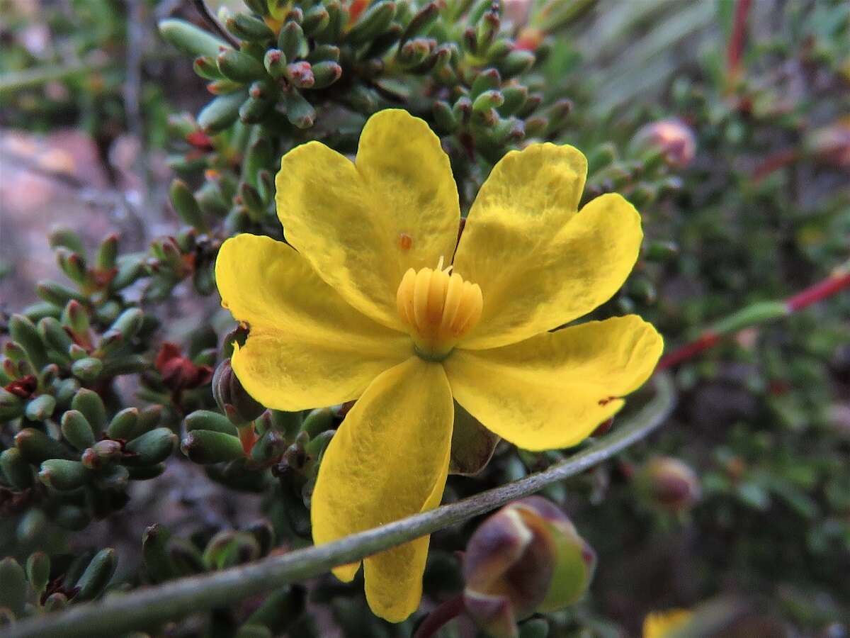 Image of Hibbertia gracilipes Benth.