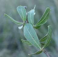 Image of Otholobium polystictum (Harv.) C. H. Stirt.