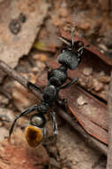 Image of Myrmecia gilberti Forel 1910