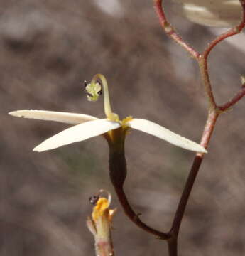 Image of Stylidium rupestre Sond.