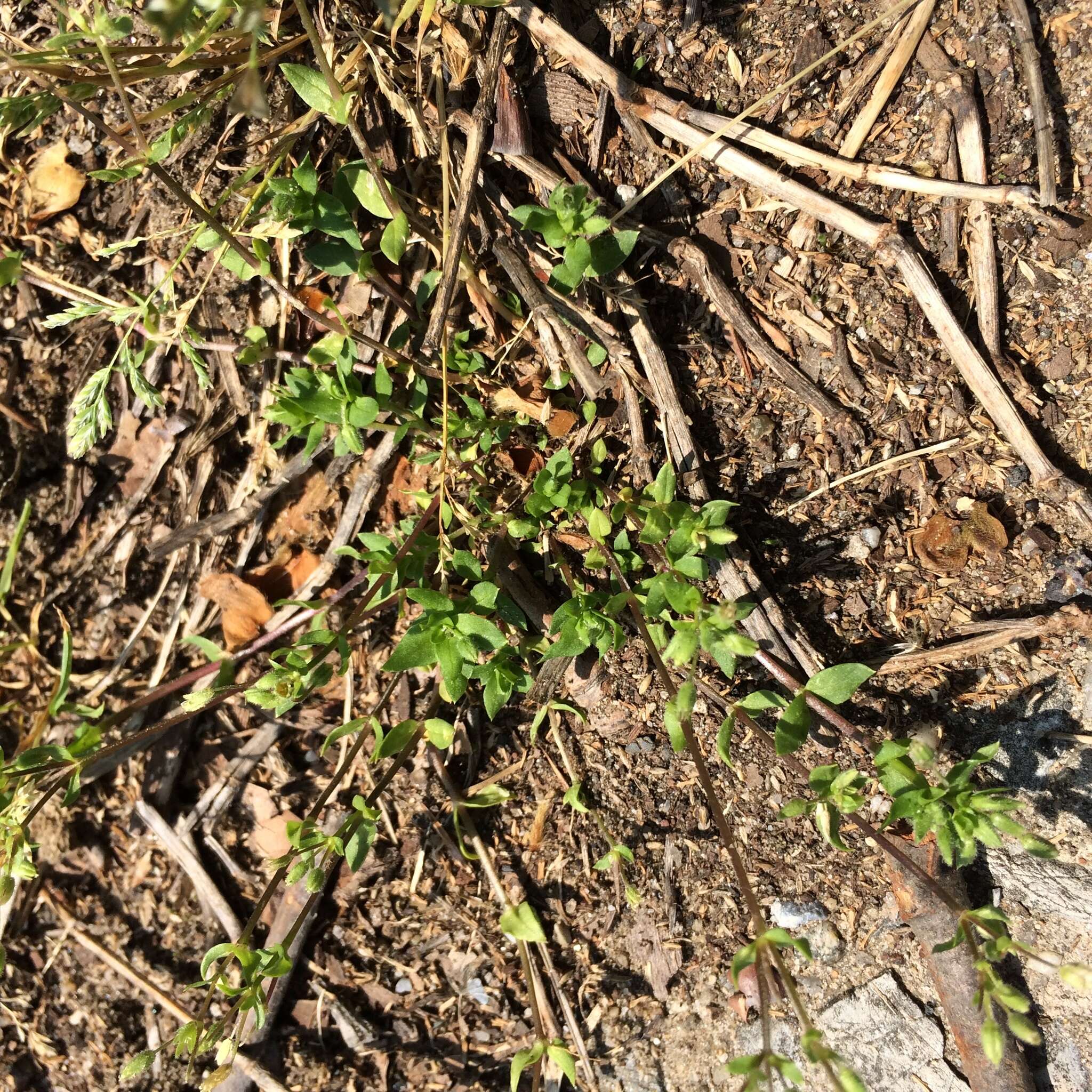 Image of common chickweed