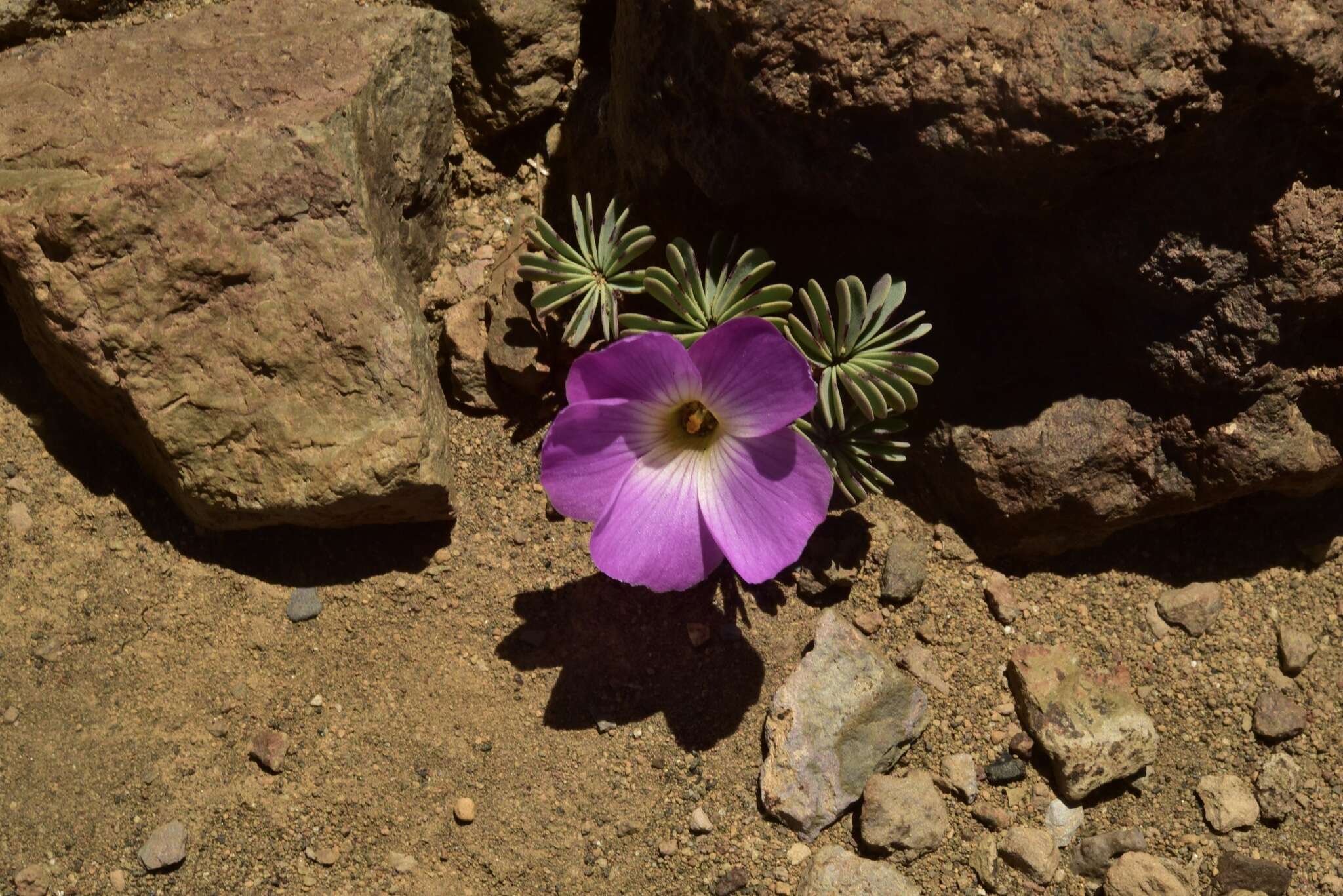 Слика од Oxalis adenophylla Gill.