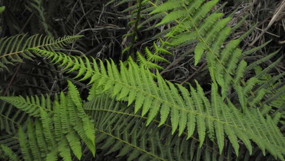 Image de Amauropelta argentina (Hieron.) Salino & T. E. Almeida