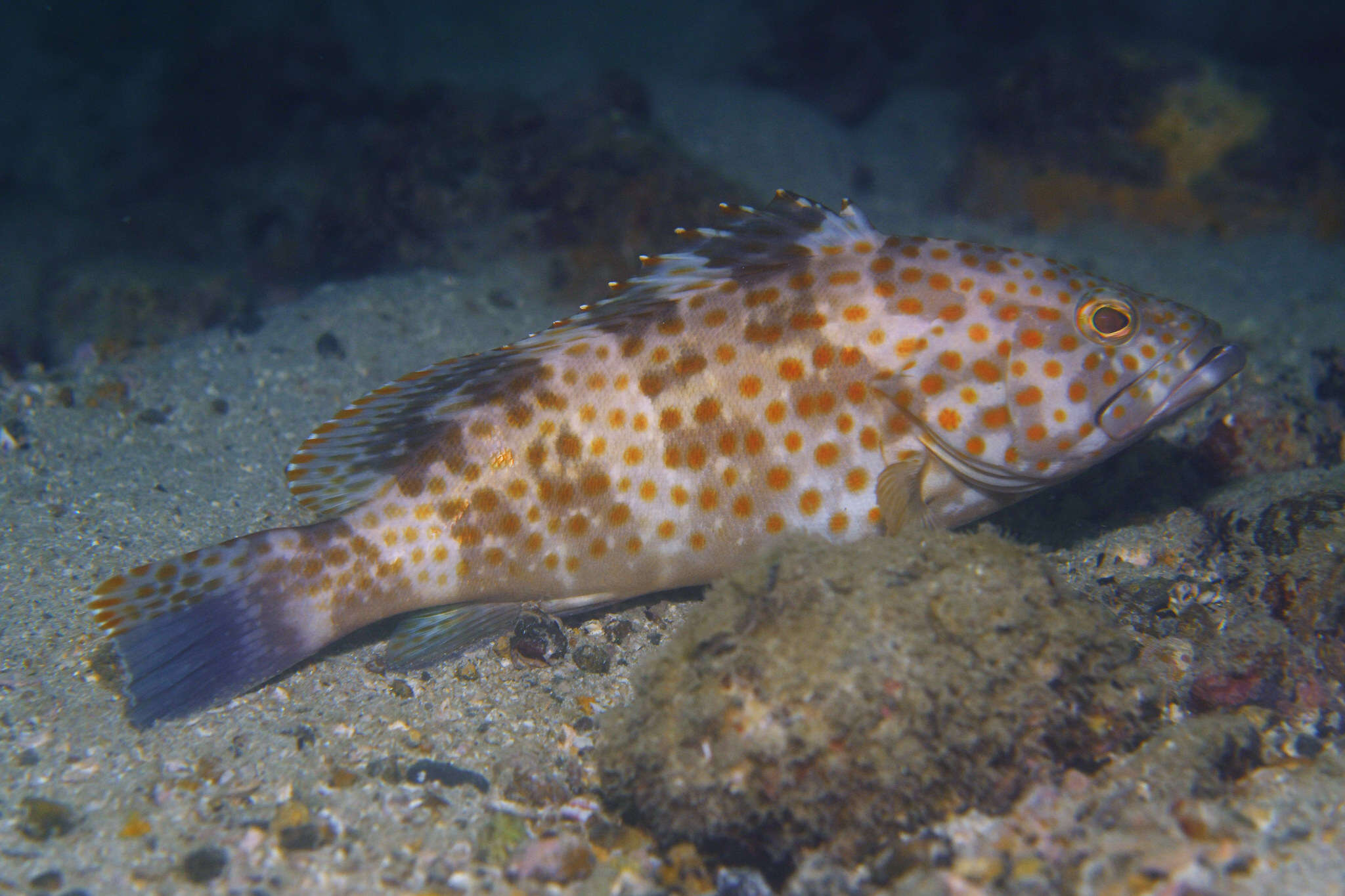 Image of Duskytail grouper