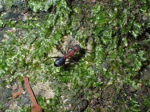 Слика од Camponotus irritabilis (Smith 1857)