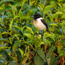 Image of Saxicola torquatus axillaris (Shelley 1885)