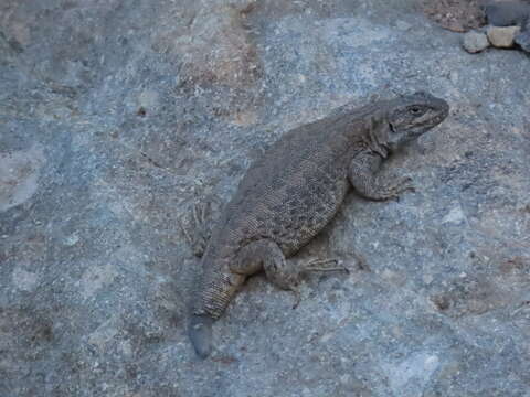 Image of Buerger's Tree Iguana