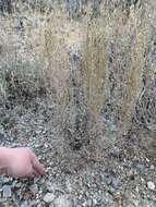 Image of black sagebrush