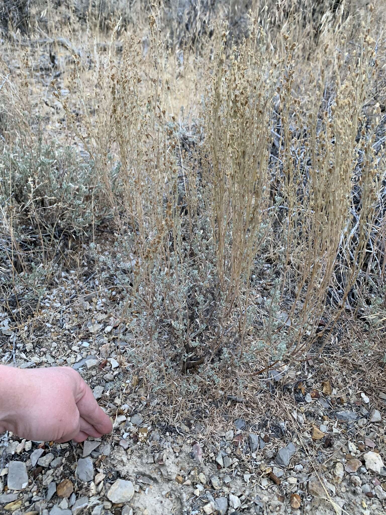 Image of black sagebrush