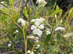 Слика од Marianthus floribundus Putterl.