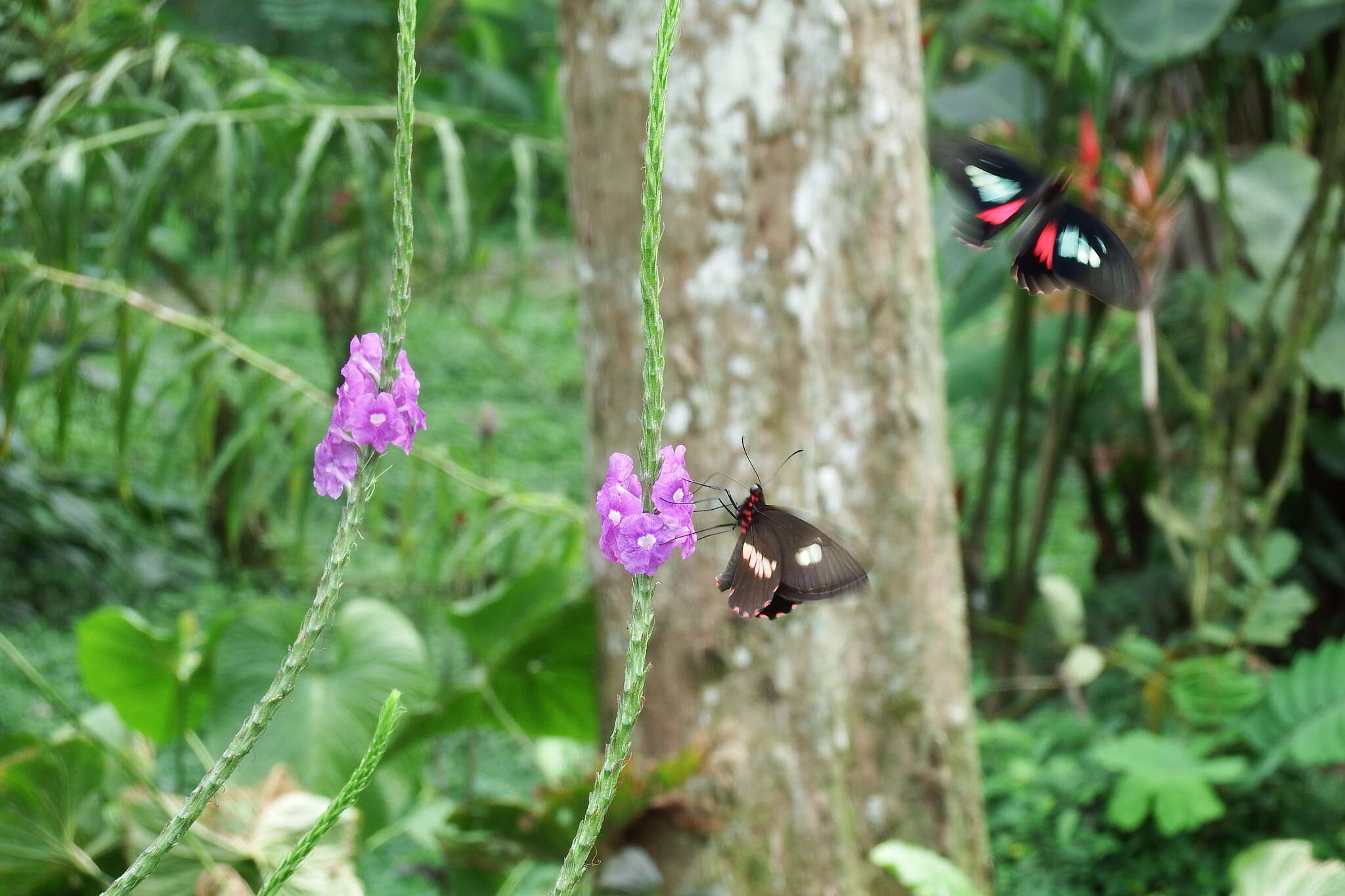 صورة Parides eurimedes (Stoll 1782)