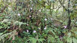 Strobilanthes rankanensis Hayata resmi