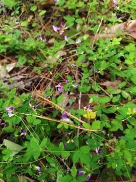 Image de Lespedeza repens (L.) W. P. C. Barton