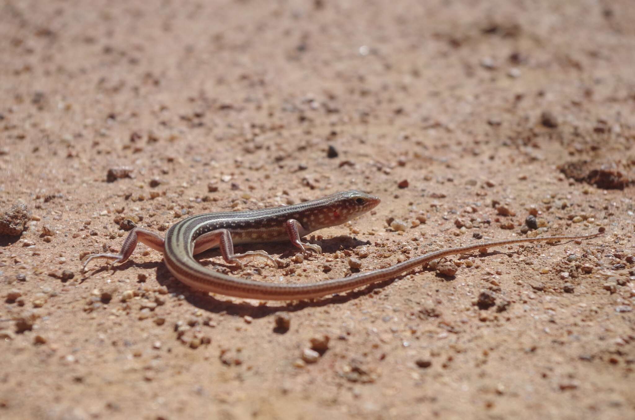 صورة Ctenotus leonhardii (Sternfeld 1919)