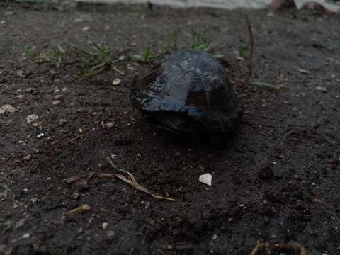 Image of Rough-footed Mud Turtle