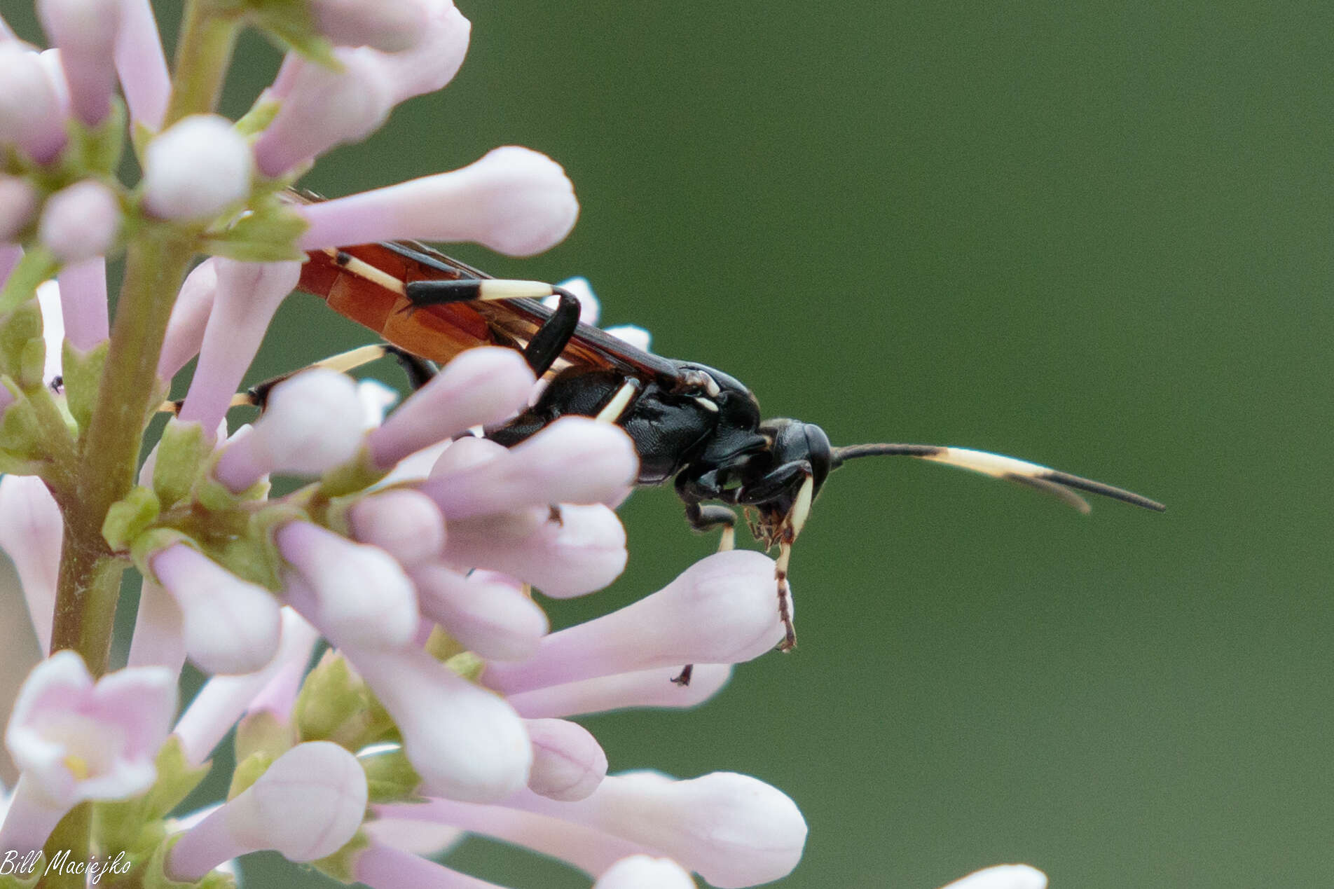 Image of Ichneumon devinctor Say 1825