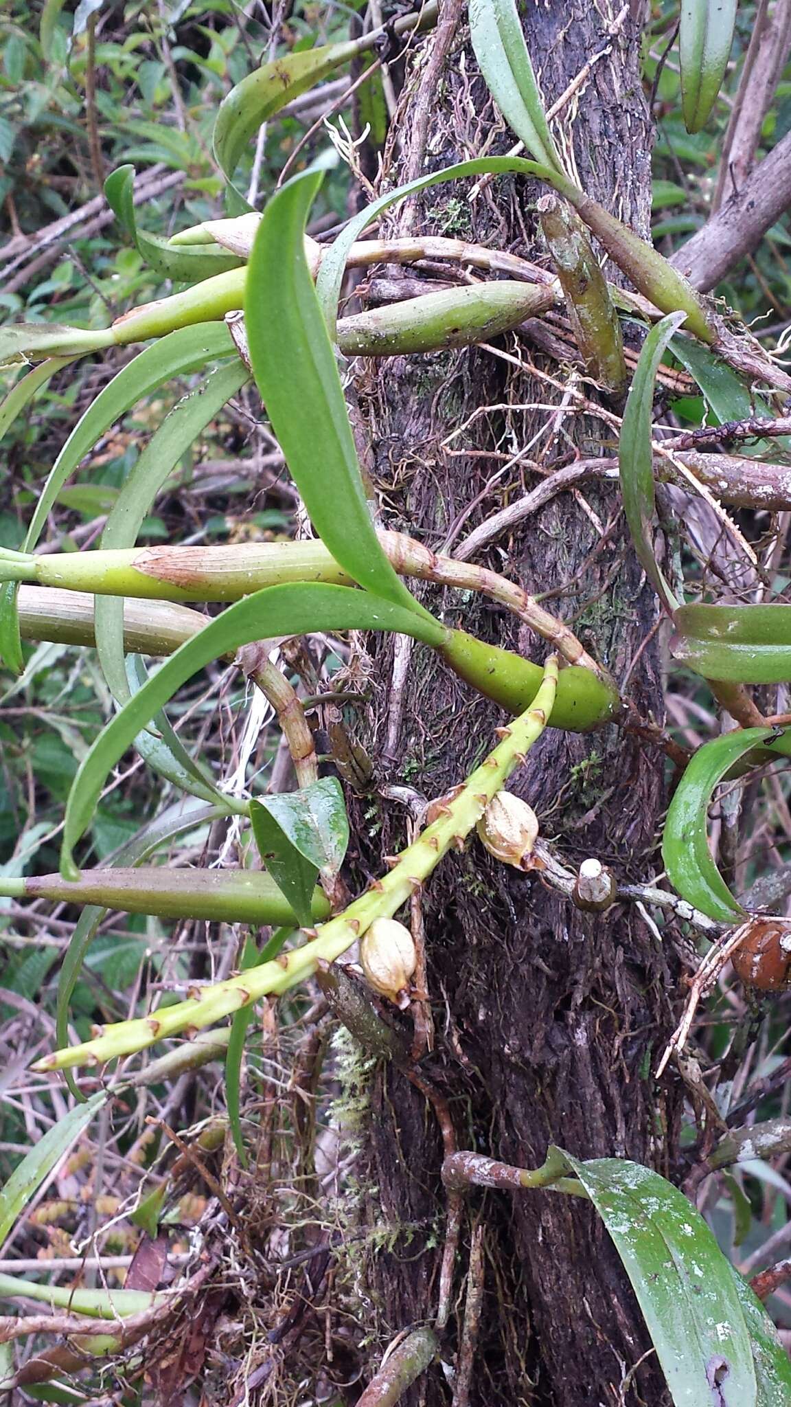 Image of Bulbophyllum auriflorum H. Perrier