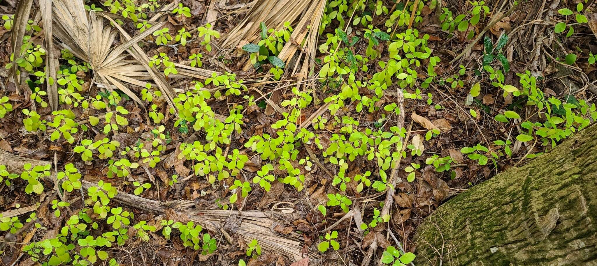 Image of Polynesian peperomia