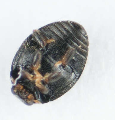 Image of Stethorus punctum (Le Conte 1852)