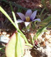 Image of Romulea minutiflora Klatt