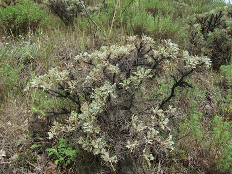 Image de Astragalus denudatus Stev.