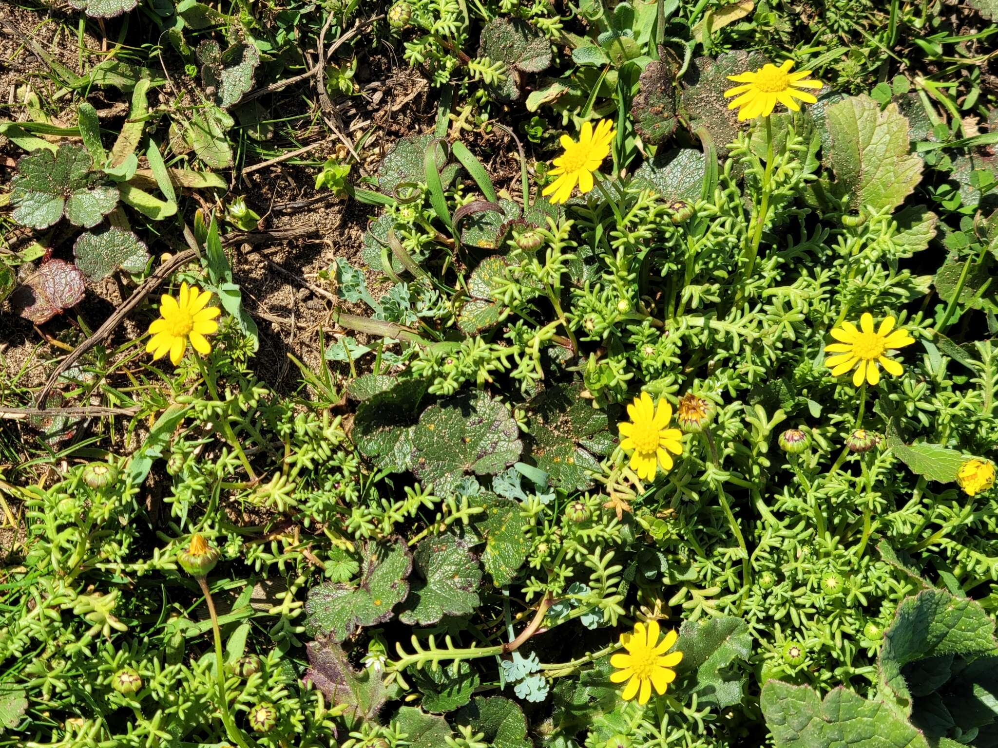 Image de Blennosperma nanum var. robustum J. T. Howell