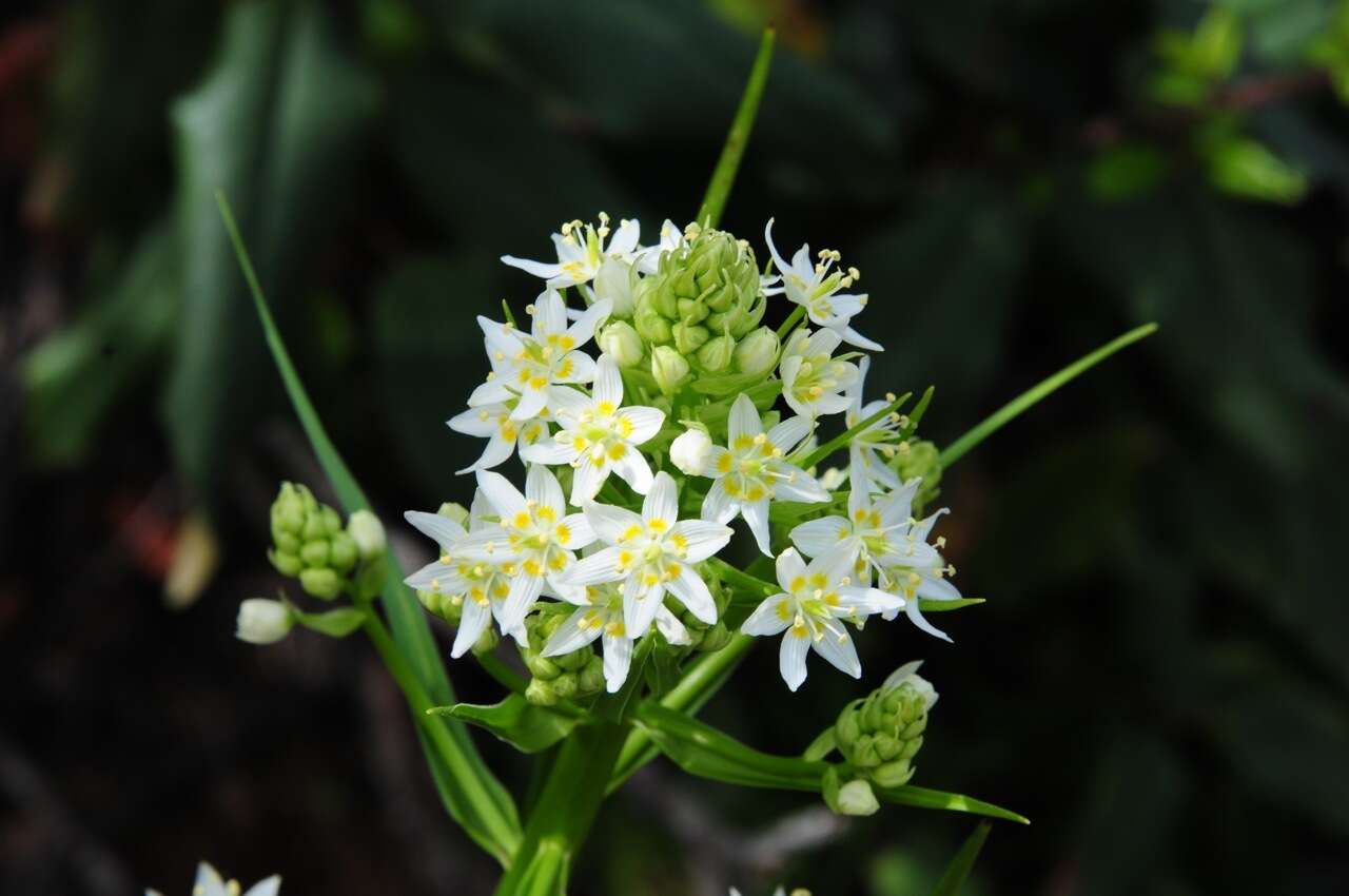 Image of common star lily